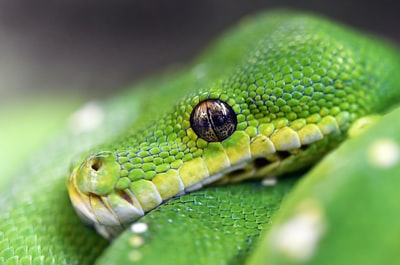 绿蝰蛇的微距摄影